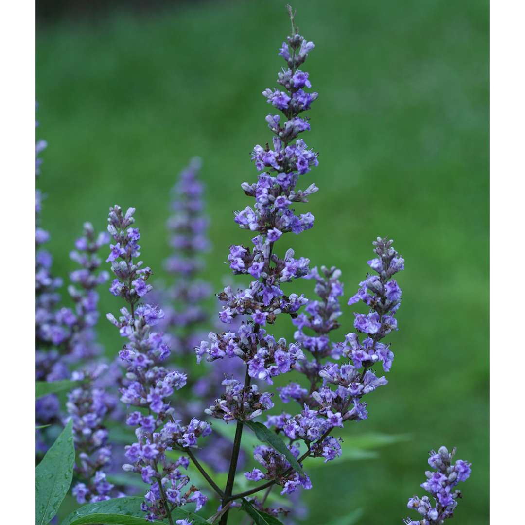 Closeup of the spiky blue flowers of Blue Diddley chastetree